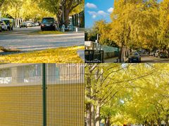 -三里屯东五街银杏大道