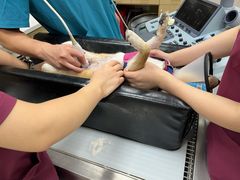 -瑞鹏宠物医院·骨外科·心肾科·肿瘤科(九亭店)