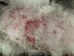 -爱侣宠医·鹦鹉专科·小型哺乳类·异宠专科(灵石路店)