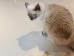 -三花喵·撸猫购宠·宠物生活馆(虹桥南丰城店)