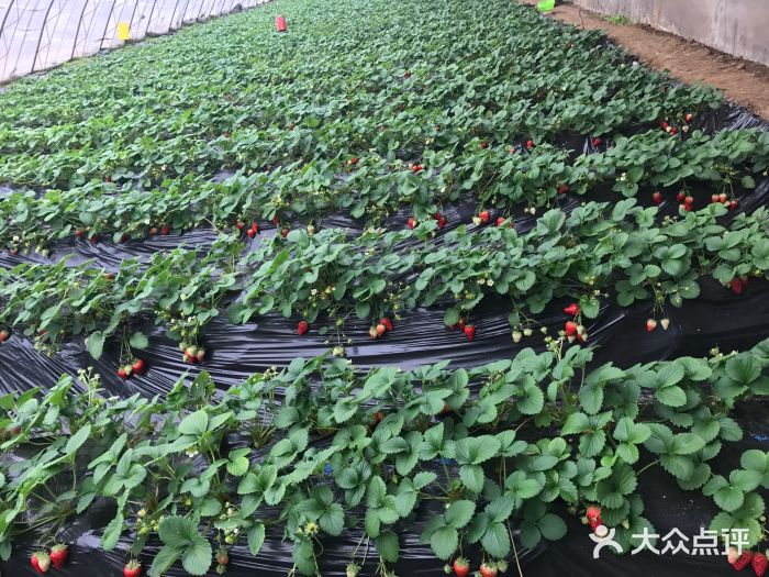 幸福草莓园草莓采摘图片