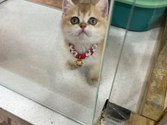 -糯米喵星人总部直营旗舰店·猫舍·幼猫出售