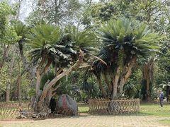 -中国科学院西双版纳热带植物园