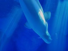 -上海海昌海洋公园-冰山北极馆