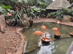 -海南热带野生动植物园