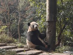 -中国大熊猫保护研究中心雅安碧峰峡基地