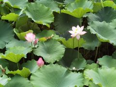 -灯盏窝饭店(新都分店)