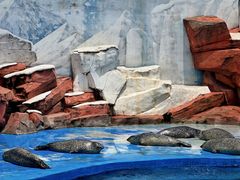 -上海海昌海洋公园