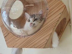 -喵八撸猫馆