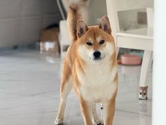 -艾贝尔宠物医院·狂犬免疫点(江山金象城店)
