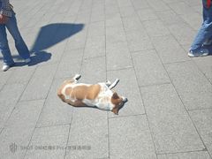 -龙华素斋(龙华路店)