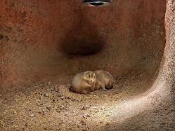 -酷嗒动物文化乐园(cutezoo西溪乐天城店)