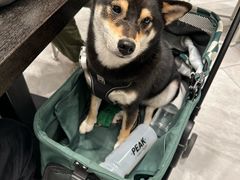 -Shake Shack(南山万象天地店)