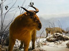 -陕西自然博物馆