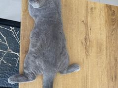 -平行世界·猫咖(首经贸店)