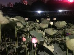 -陈家山荷花公园