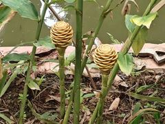 -中国科学院西双版纳热带植物园