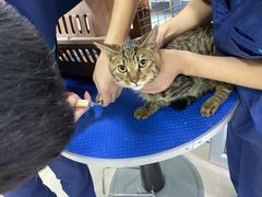 -佳雯宠物医院(金华南路分院)