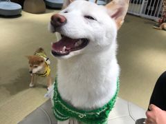 -逗柴咖啡屋·狗咖猫咖宠物桌游
