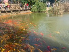 -武汉紫薇都市田园