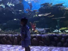 -华夏文旅海洋公园