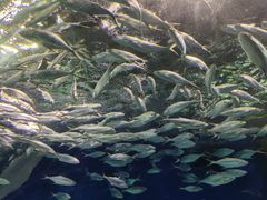 -上海海洋水族馆