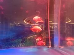 -青岛鑫江温德姆酒店