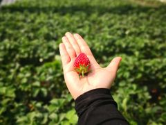 -大自然农场蔬菜草莓采摘园