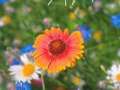-北京世界花卉大观园