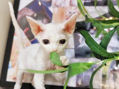 -十年猫舍·猫咪专门店(普陀店)