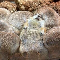 -Zoolung Zoolung动物主题公园(海信广场店)