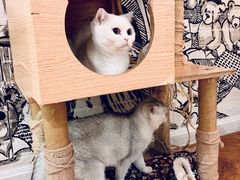 -猫小院猫主题餐厅(三里屯店)