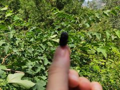 -十渡高山漂流
