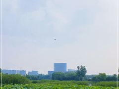 -大兴滨河森林公园