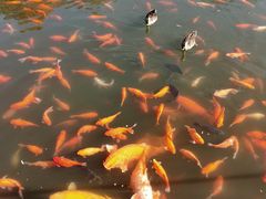 -西湖外事游船(花港观鱼码头)