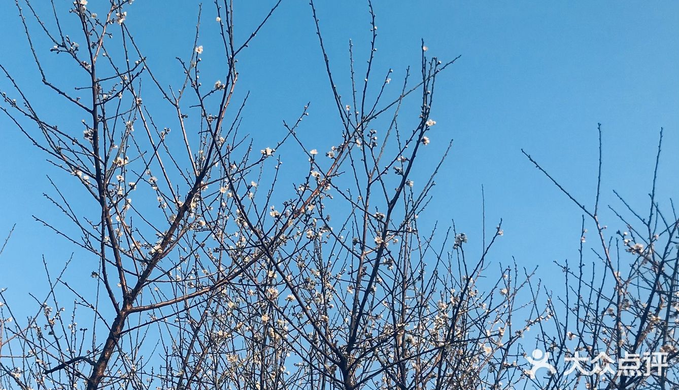 2021盼望已久的香雪公园梅花终于盛开啦[加油][加油][加油]