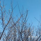 2021盼望已久的香雪公园梅花终于盛开啦[加油][加油][加油]