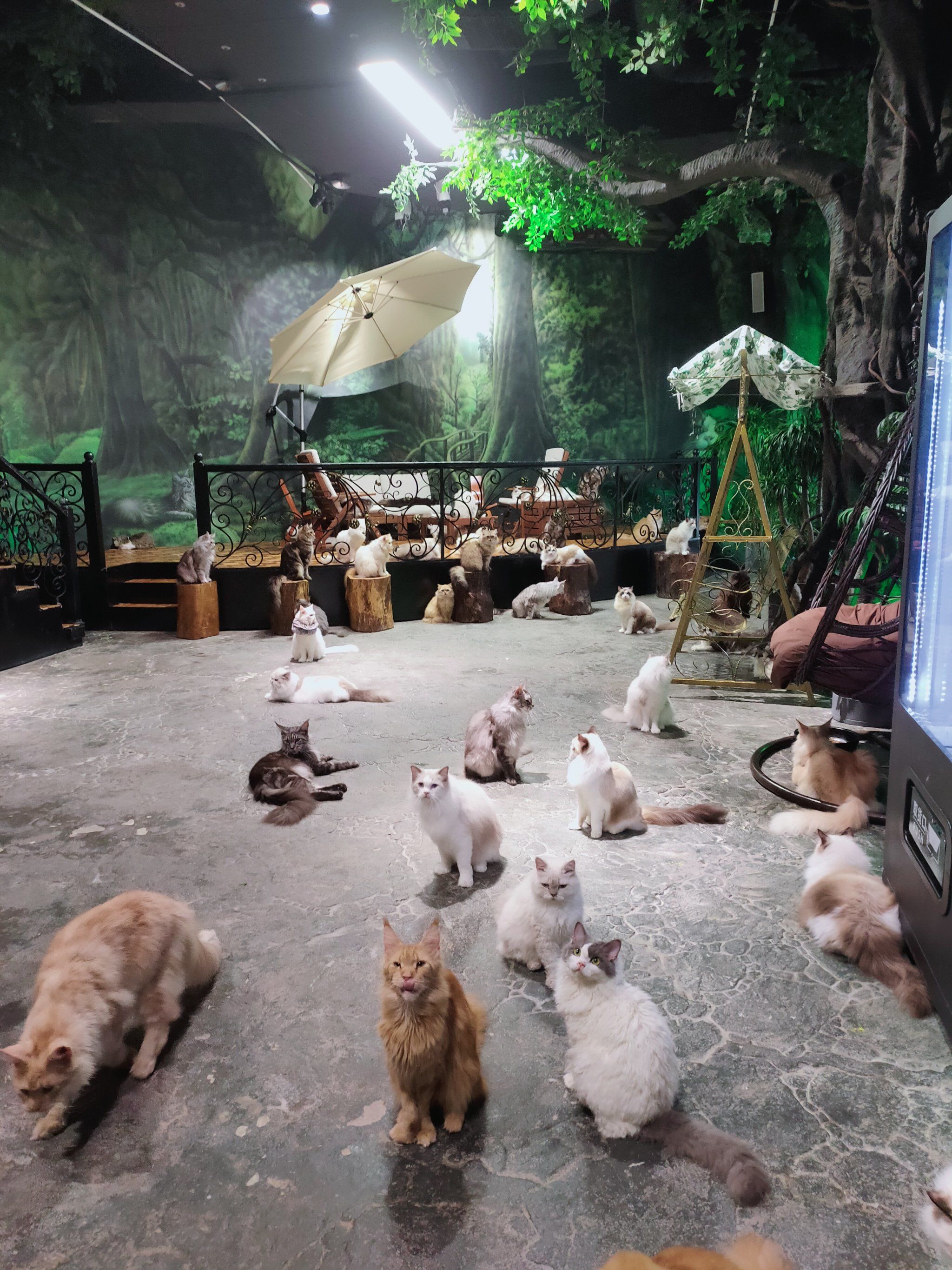 大型猫乐园