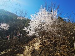 -北京凤凰岭