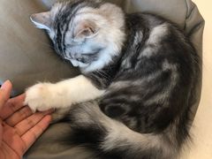 -飞行喵MR PILOT|猫舍·猫咖(静安大融城店)