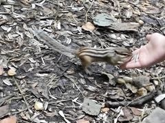 -五营红松林海景区