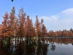 -白鹭湾湿地公园