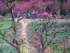 -南国桃园旅游度假区