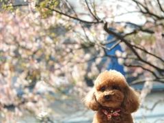 -高东镇樱花园