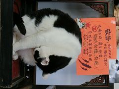 Anne猫窝咖啡屋-Anne猫窝咖啡屋