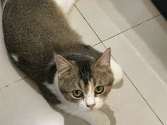 -平行世界·猫咖(首经贸店)