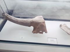 -辽宁古生物博物馆