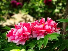 -莲花池公园