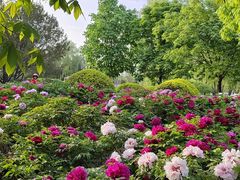 -莲花池公园