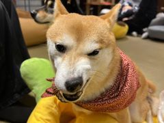 -逗柴咖啡屋·狗咖猫咖宠物桌游